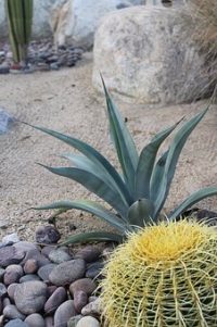 cactus-palmspring-nature-sauvage