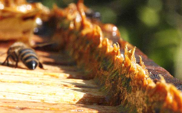 Propolis renforce le systeme immunitaire
