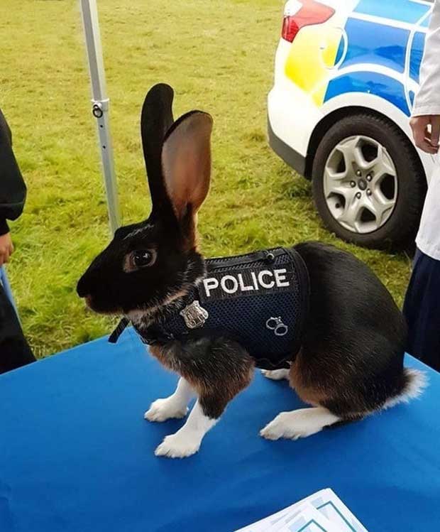 animaux-police