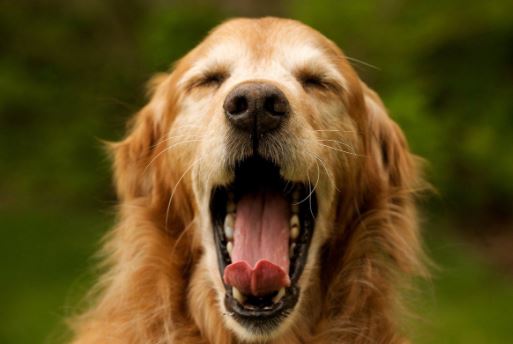 le-baillement-repetitif-tout-temps-de-chien