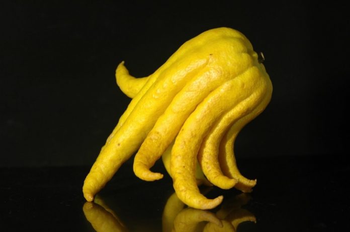 photos-droles-bouddha-look-fruits