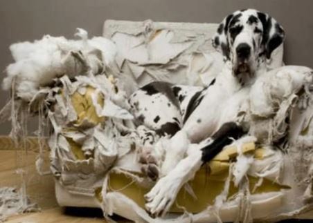 Le-comportement-agressif-et-destructeur-de-chien 