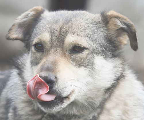 Un-léchage-excessif-de-votre-chien