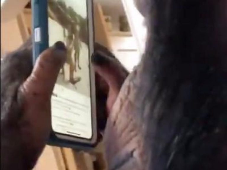 Le gros problème avec cette vidéo qui a fait le buzz du chimpanzés défilant (scroller) des photos et vidéos sur Instagram
