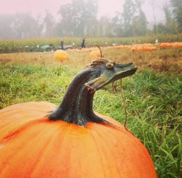 citrouille-bizarre-ressemble-au-dragon