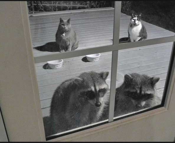 comportement-de-chats