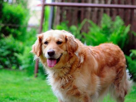 haletement-de-mon-chien