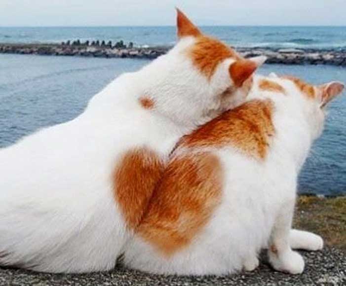 le-veritable-amour