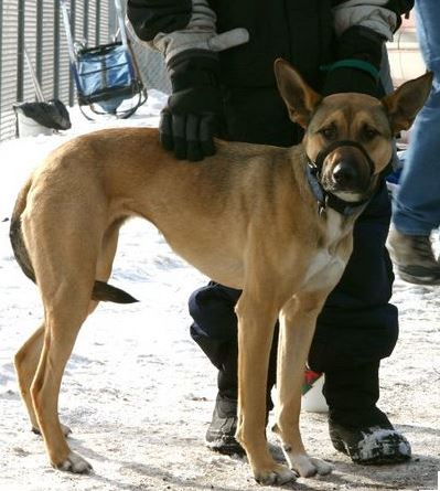 La-queue-de-votre-chien-est-entre-ses-pattes-signe-de-stress 