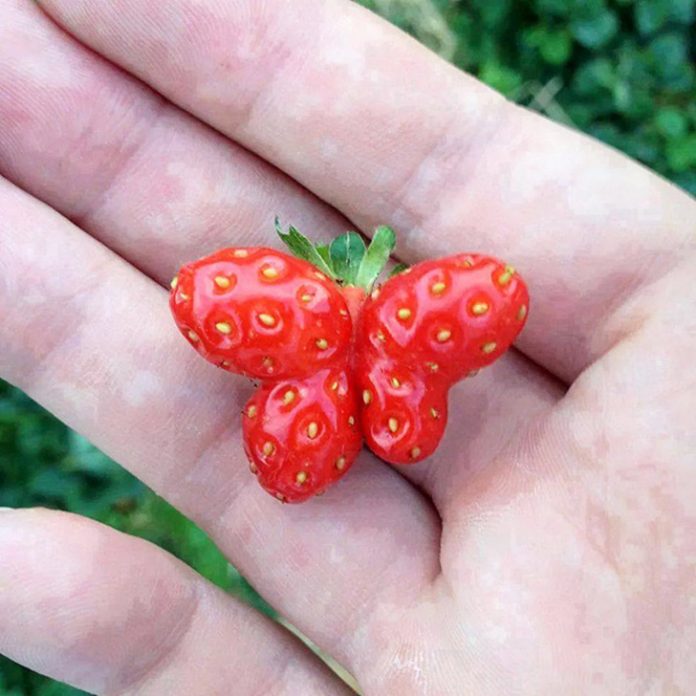 photos-droles-fraise