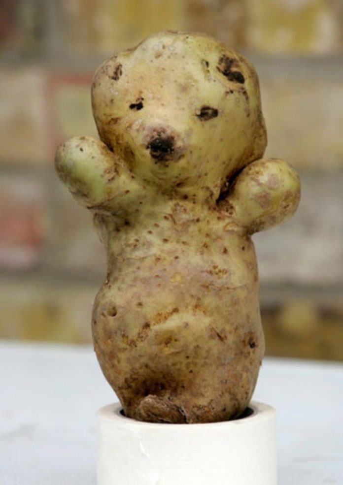 patate-douce-avec-visage-ours-drole