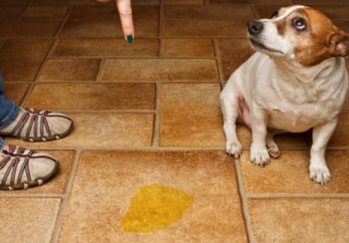 chien-urine-dans-la-maison-quand-vous-etes-absent