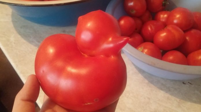 photos-droles-tomate-canard-drole-de-look